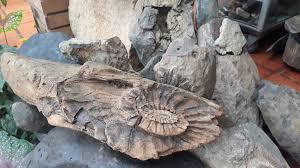 Sưu tầm các mẫu đá và hóa thạch (nếu có) ở địa phương em?