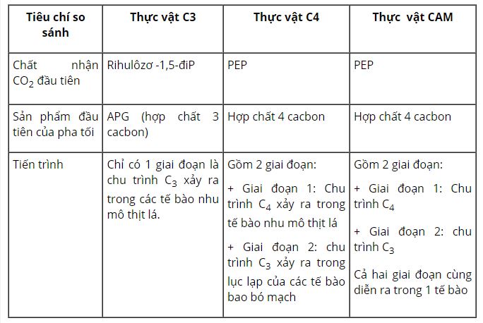 Nêu sự giống nhau và khác nhau giữa các chu trình C3, C4 và chu trình CAM