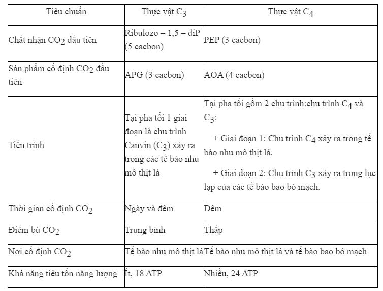 Những điểm giống nhau và khác nhau về quang hợp giữa thực vật C3 và C4