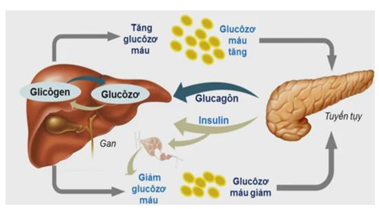 Thử trình bày bằng sơ đồ quá trình điều hòa lượng đường trong máu, đảm bảo giữ glucôzơ ở mức ổn định nhờ các hoocmon của tuyến tụy