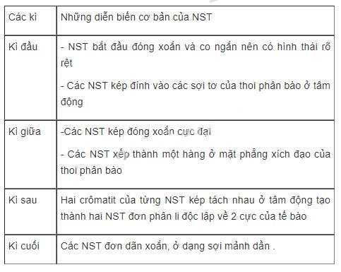 Nêu những diễn biến cơ bản của NST trong quá trình nguyên phân